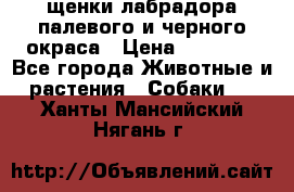 щенки лабрадора палевого и черного окраса › Цена ­ 30 000 - Все города Животные и растения » Собаки   . Ханты-Мансийский,Нягань г.